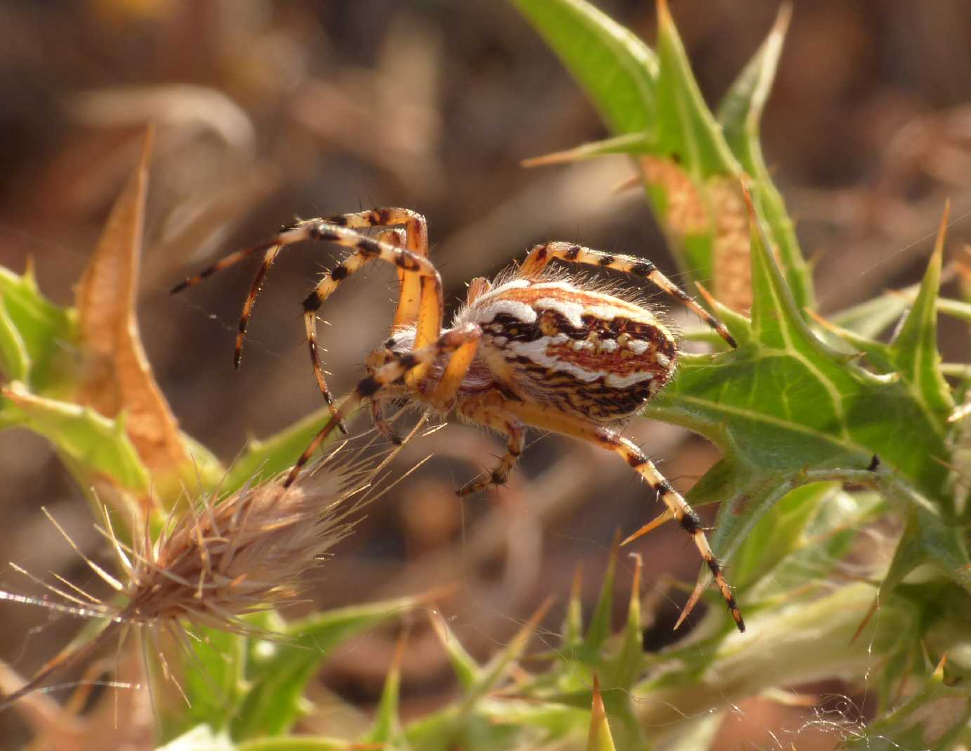 Carrellata di Aculepeira armida